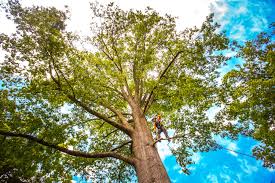 Best Tree Preservation Services  in Bellaire, TX