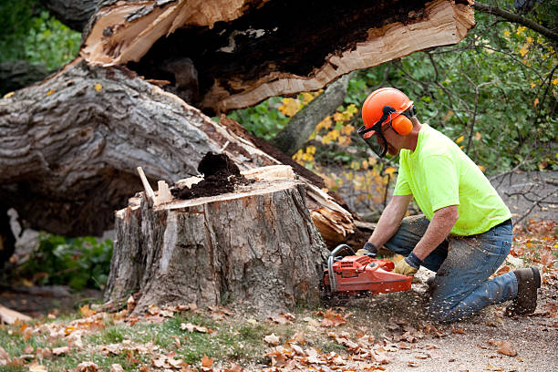 How Our Tree Care Process Works  in  Bellaire, TX