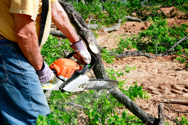 Reliable Bellaire, TX Tree Services Solutions